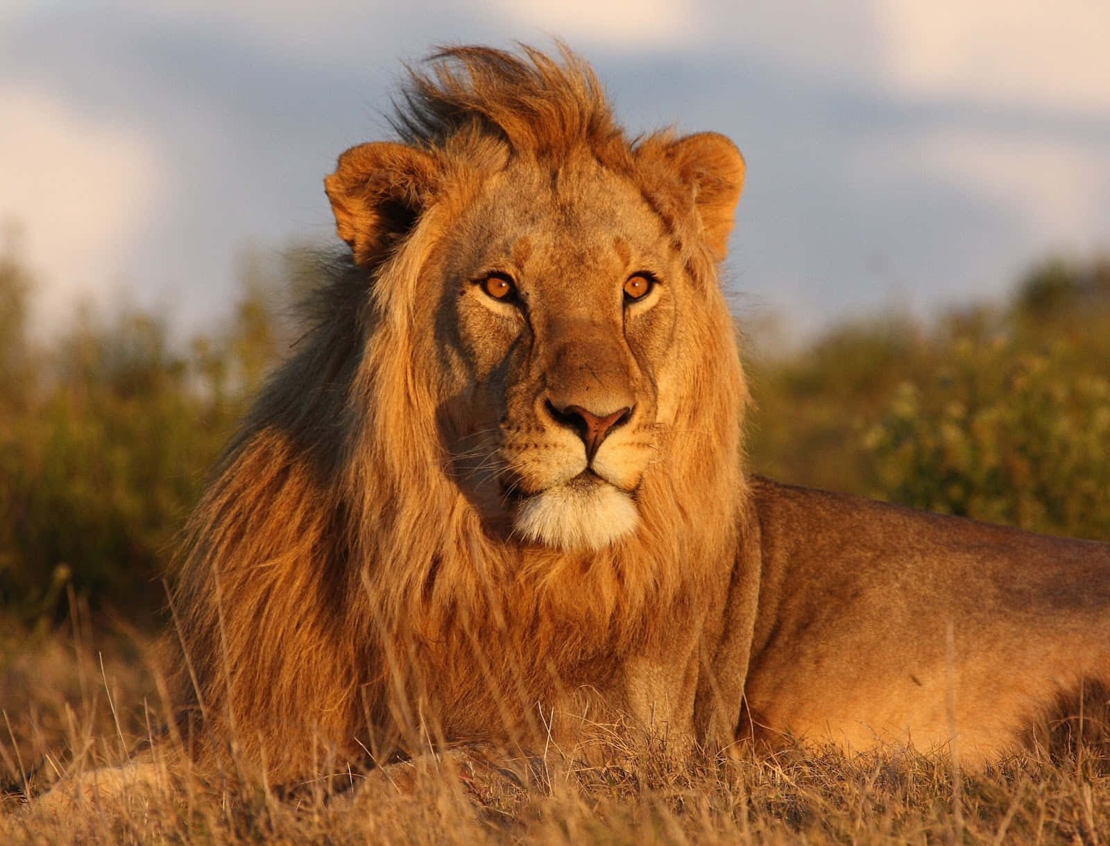 The Lion King